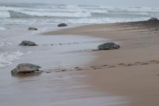 Olive Ridley Turtle