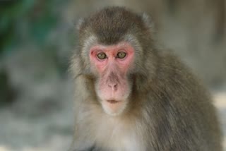 Monkey Stuck in Sea