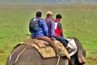 Rhino census at Assam's Kaziranga National Park