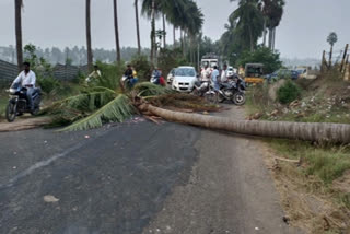 ಮದುವೆ ಆಮಂತ್ರಣ ನೀಡಲು ಹೋದವನ ಮೇಲೆ ಬಿದ್ದ ತೆಂಗಿನ ಮರ