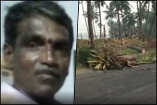 Coconut tree fell down causes for death while going on bike  തെങ്ങ് വീണ് മോട്ടോര്‍ ബൈക്ക് യാത്രികന്‍ മരിച്ചു  ആന്ധ്രാപ്രദേശ് ഇന്നത്തെ വാര്‍ത്ത  Andhra pradesh todays news  Godavari Coconut tree fell down middle age man dies