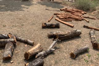 Mafia cut thousands of trees in Hazaribag