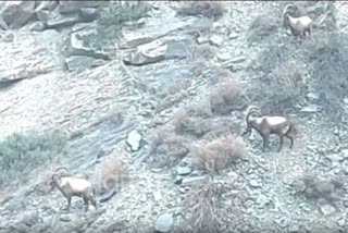Rare IBEX seen on the hills of Himachal