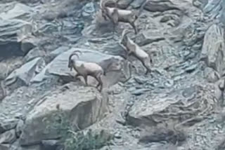 Rare sighting of ibex herd in Kinnaur, Himachal Pradesh