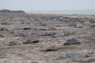 Olive Ridley