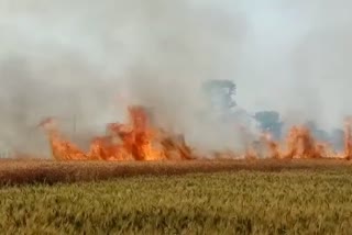 Fire in standing crop in Betul