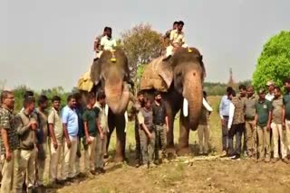 Dasara elephants came from Mysore to Chikkamagalur