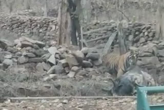 Tiger hunted bull in Panna Tiger Reserve