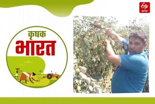 berry cultivation sonipat haryana