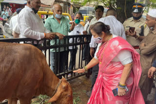 महापौर किशोरी पेडणेकर सोबत सुटका करण्यात आलेली गाय