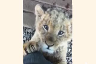 video of lion cub playing goes viral in Gujarat