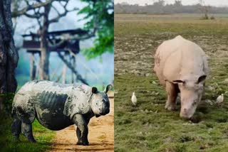 Census of one horned rhinos in Kaziranga national park  horned rhinos in Kaziranga national park  Census of one horned rhinos in assam  rhinos in assam  കാസിരംഗ ദേശീയോദ്യാനം ഒറ്റക്കൊമ്പൻ കാണ്ടാമൃഗം കണക്കെടുപ്പ്  ഒറ്റക്കൊമ്പൻ കാണ്ടാമൃഗം സെൻസസ് അസം