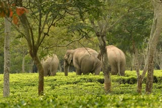 Elephant Enters Locality