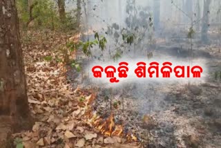 first fire broke out at the similipala tiger reserve this year