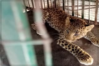 a panther cub was rescued in deogarh