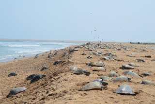 After Gahirmatha, Olive Ridley turtles arrive at Rushikulya