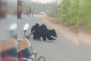 A mother bear crossed the road with two cubs on her back