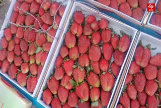 Strawberry production in Paonta Sahib