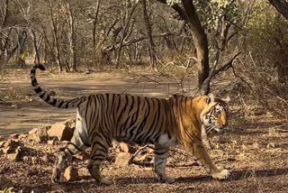 Tigress T 8 Ladli is Likely to Give Birth of Cubs