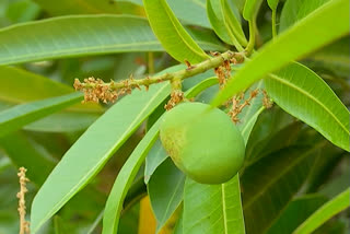 mango farmers loss this year also with Tamara Pest to crop