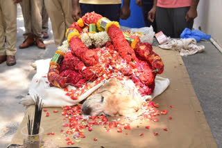 dog was dead in Anantapur