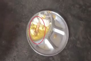 Lizard found in mid day meal in Saran