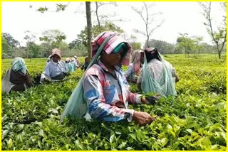 implementation-of-rs-1000-crore-allocated-for-tea-workers-in-assam-west-bengal-is-in-question