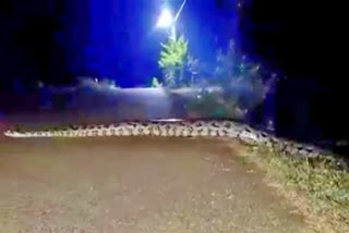 huge-python-spotted-in-valmiki-tiger-reserve-in-west-champaran