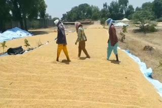 PADDY PROCUREMENT