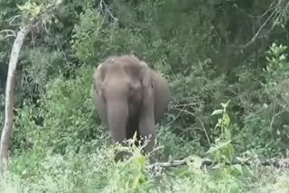 Environmentalists urge foresters to catch and treat wild elephant with bloody wound on its legஉடனடியாக சிகிச்சை அளித்துக் காப்பாற்ற வேண்டும் காலில் ரத்த காயத்துடன் சுற்றித்திரியும் காட்டு யானை