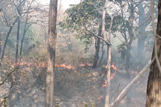 fire in kodemra forest