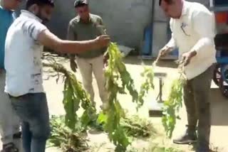 opium farming in yamunanagar