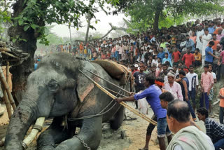 Watch elephant creating ruckus in East Champaran