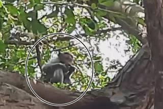 Monkey climbed up the tree by taking woman's cell phone