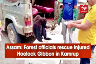 Forest officials of Kamrup West Division on March 29 rescued a wounded Hoolock Gibbon from the Kothalguri area in Kamrup district of Assam. Following preliminary veterinary treatment, the injured Hoolock Gibbon was sent to the Assam State Zoo for better treatment.