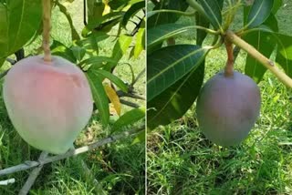 world costliest mango