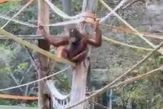 Orangutan playing as a child in sprinkler waters