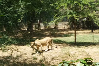 Indore lioness Mother ate premature baby
