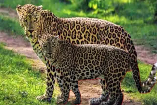 Leopards Commotion