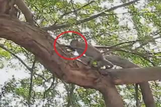 Monkey climbed up the tree by taking woman's cell phone