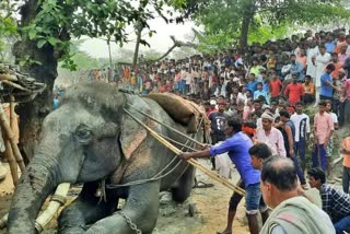 lephant Became Uncontrollable In Motihari
