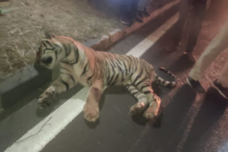 Another tiger is victim of road accident