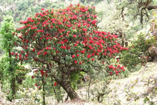 Buransh flowers in kullu