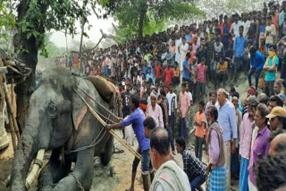 બિહારમા ગજરાજ બેફામ બનતા  લોકોમાં ગભરાટ