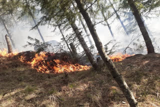 forest fire occur in compartment no 55 in doda