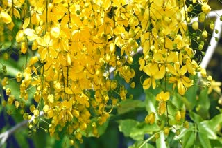 golden shower flowers in idukki  golden shower vishu  വിഷു കണിക്കൊന്ന ഇടുക്കി  ഹൈറേഞ്ചിൽ പൂവിട്ട് കണിക്കൊന്ന