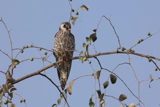 Amur Falcon Bird in Gir : સાઈબેરિયા અને ચીનમાં જોવા મળતું શિકારી પક્ષી ગીર વિસ્તારમાંથી કેમેરામાં થયું કેદ