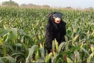 Watch a man wearing bear costume to protect crops from wild animals