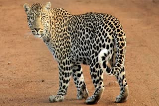 leopard