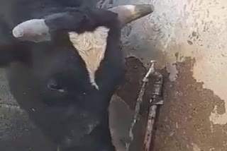 Cow made a Trick to drink Tap Water